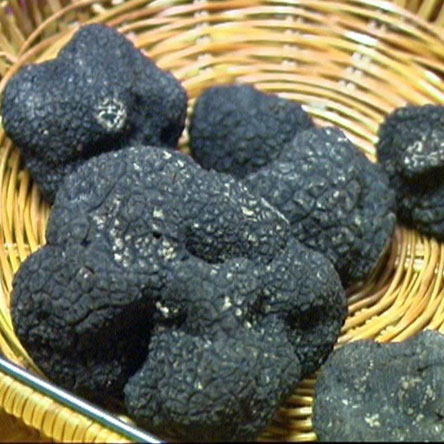 Truffes noires du Périgord : tuber melanosporum